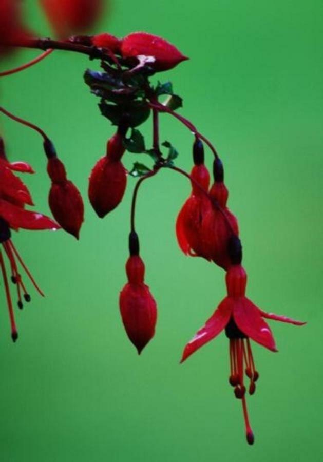 Fuchsia House Villa Knights Town Eksteriør bilde